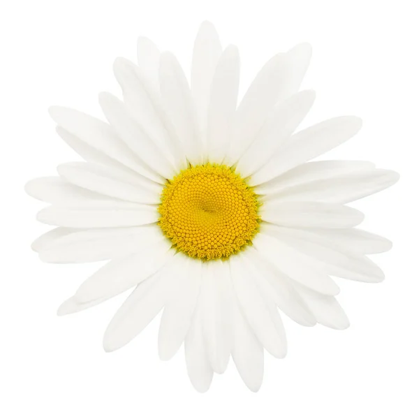 One White Daisy Head Flower Isolated White Background Flat Lay — Stock Photo, Image