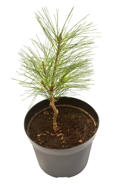 Pinus Densiflora Oculus Draconis Vaso Isolado Sobre Fundo Branco Bela — Fotografia de Stock