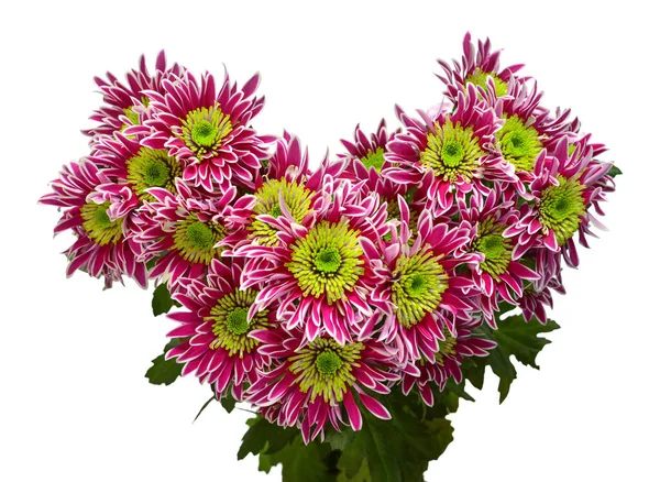 Striped Bouquet Chrysanthemum Flower Form Heart Isolated White Background Floral — Stock Photo, Image