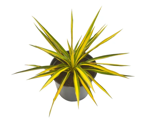 Yucca Filamentosa Färg Vakt Kruka Isolerad Vit Bakgrund Vacker Komposition — Stockfoto