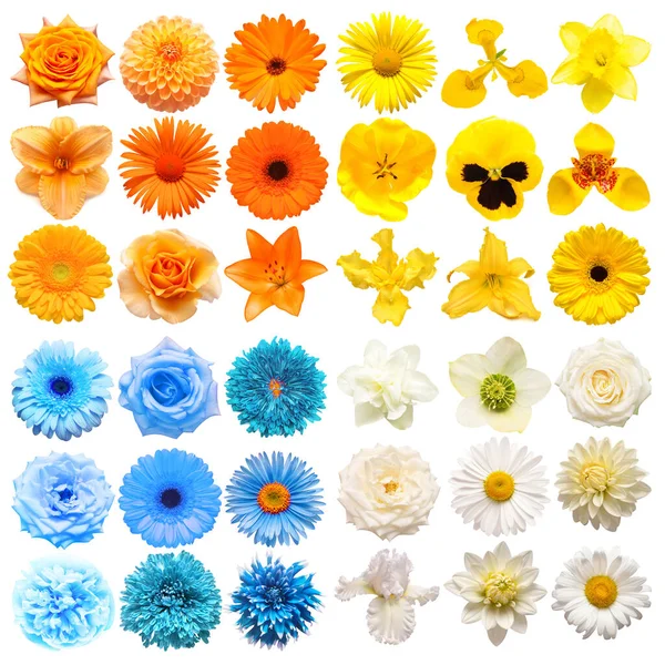 คอลเลกช นใหญ ของดอกไม างๆส เหล ขาวและส มแยกจากพ นหล ขาว สมบ — ภาพถ่ายสต็อก