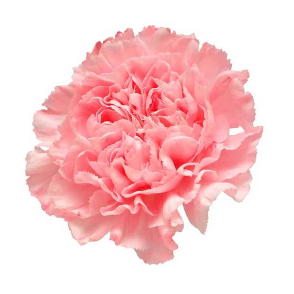 Нежная Гвоздика Розовый Цветок Головы Изолированы Белом Фоне Красивая Композиция — стоковое фото