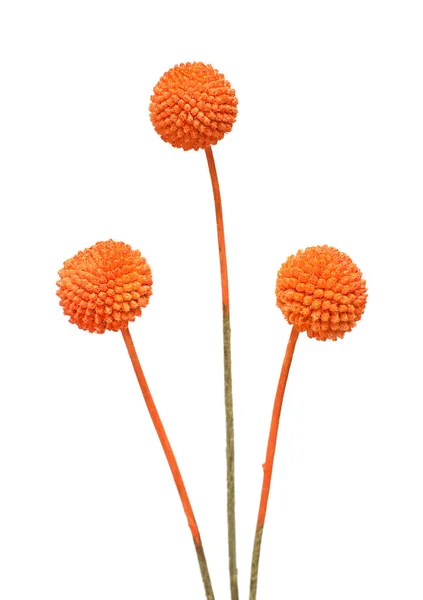 Craspedia Buquê Laranja Flores Secas Isoladas Fundo Branco — Fotografia de Stock