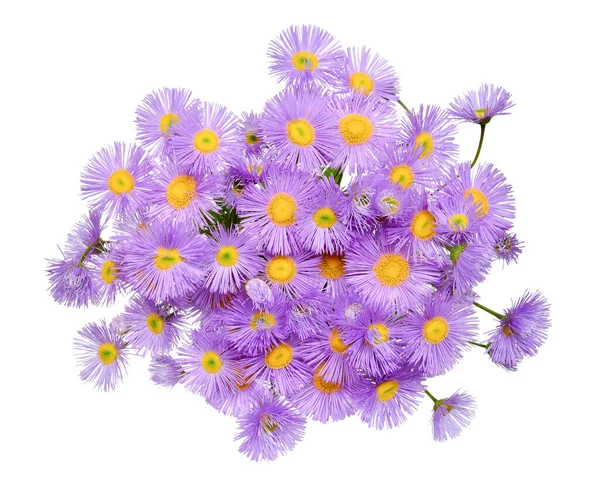 Erigeron Kwiaty Izolowane Białym Tle Widok Góry Płaski — Zdjęcie stockowe