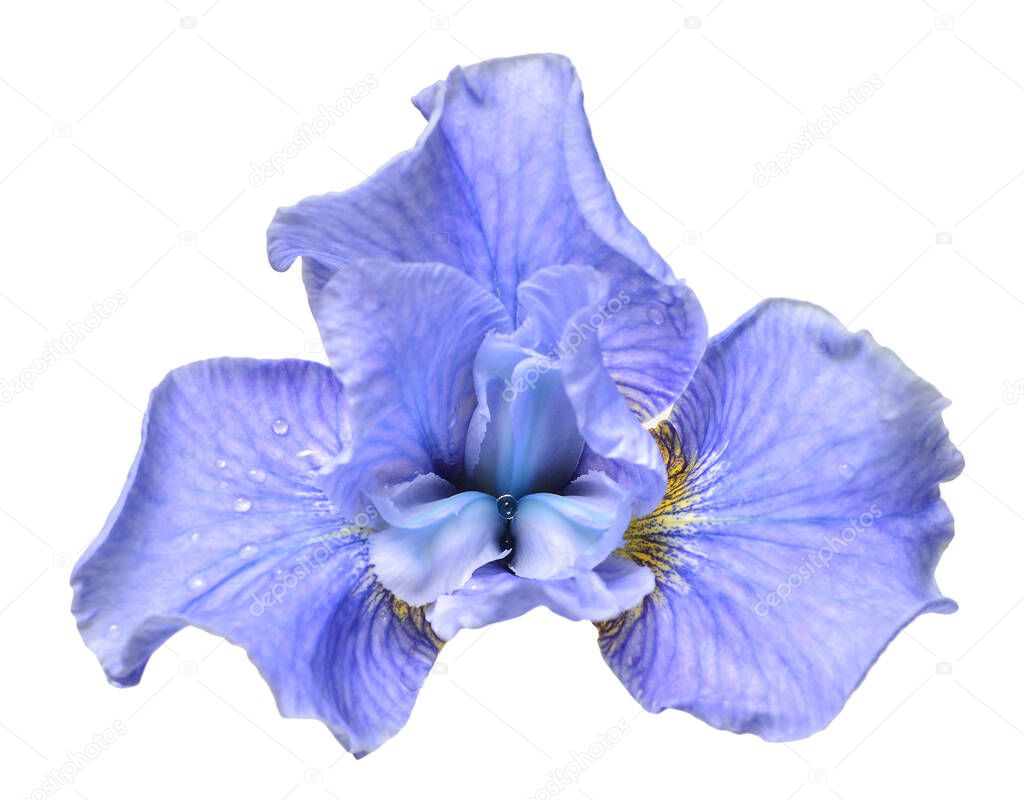 Beautiful blue head iris flower isolated on white background. Flora. Spring. Summer. Flat lay, top view