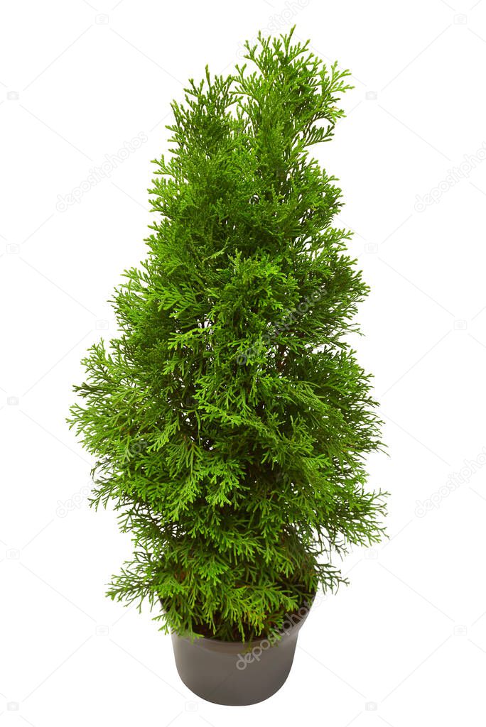 Thuja occidentalis spiralis in pot isolated on white background. Coniferous trees. Flat lay, top view. Advertising and packaging flower and garden business