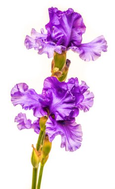 çiçek açan iris çiçekler