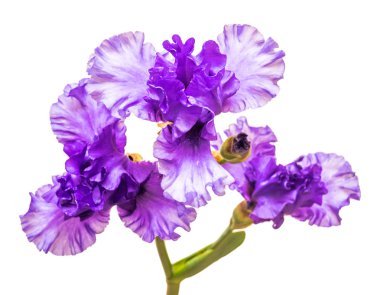 çiçek açan iris çiçekler