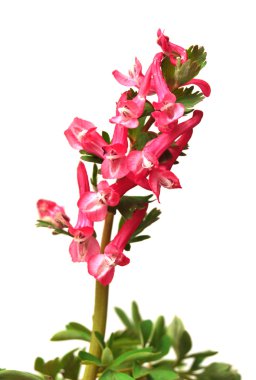 Pembe çiçekler Corydalis
