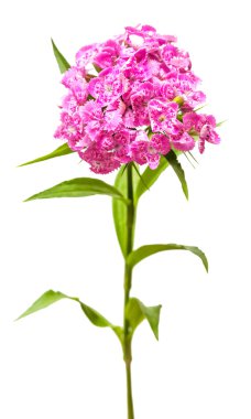 Pembe karanfil çiçek