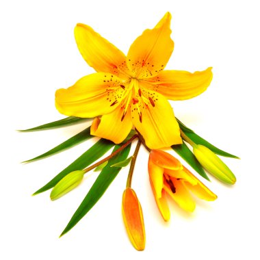 Sarı lily çiçek tomurcukları ile
