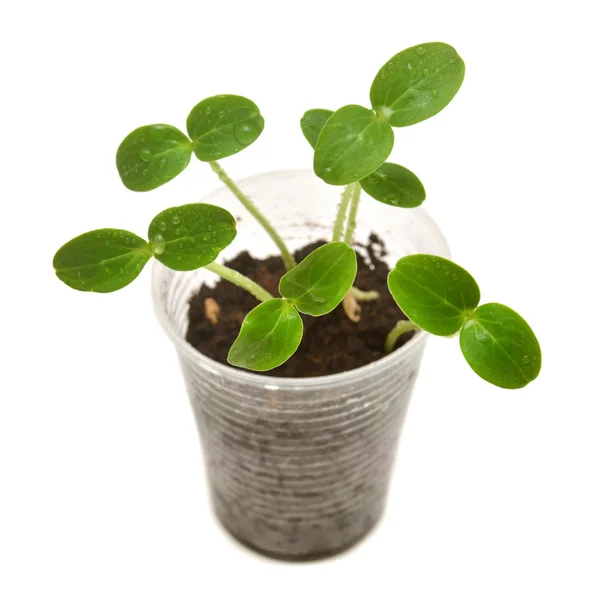 Young seedlings of cucumber — Stock Photo, Image