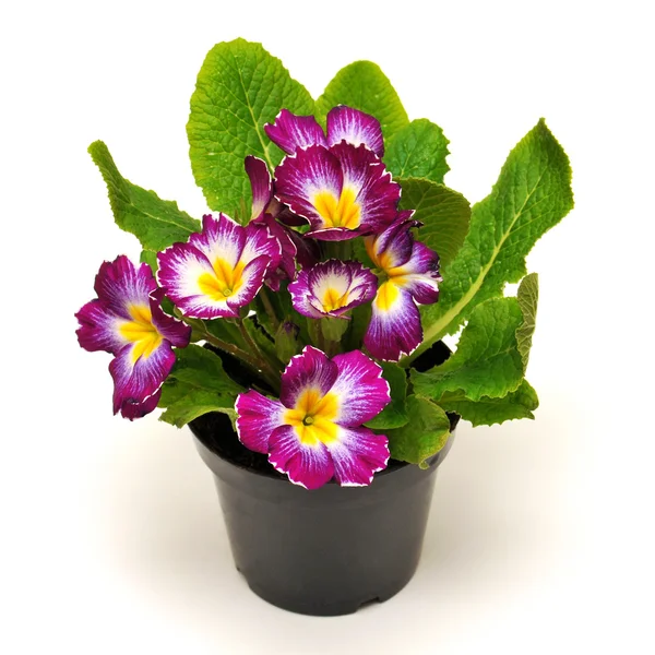 Flowers primrose in pot — Stock Photo, Image