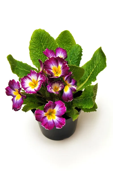 Flowers primrose in pot — Stock Photo, Image