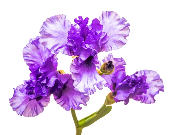 Virágzó iris virágok — Stock Fotó