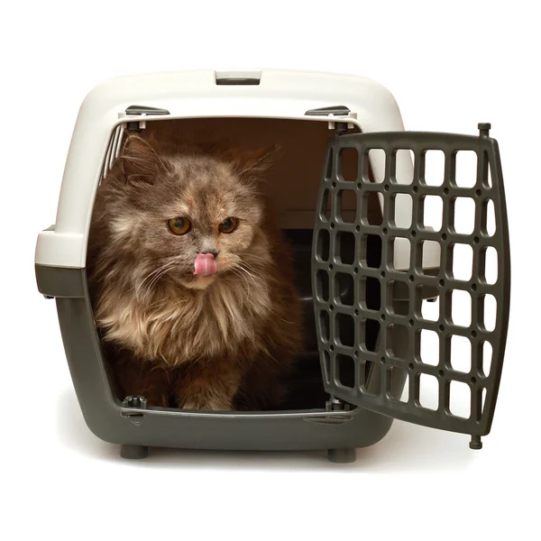 Kotě vypadá s buňkami pro přepravu — Stock fotografie