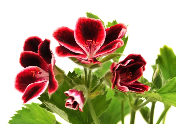 Pelargonium beautiful flowers — Stock Photo, Image