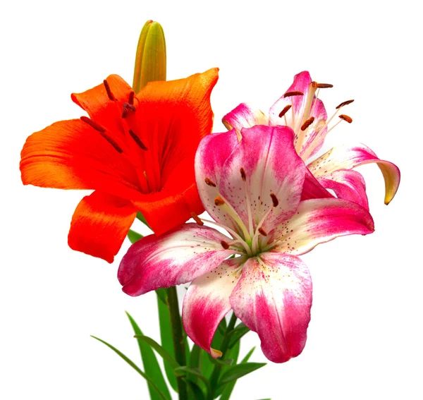 Лилии оранжевые и розовые с белым — стоковое фото