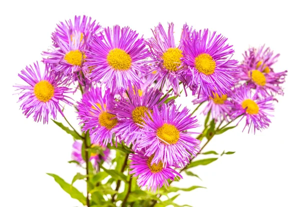 Bukiet kwiatów erigiron — Zdjęcie stockowe