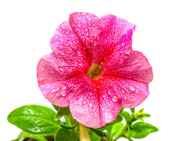 Flor rosa de petunia — Foto de Stock