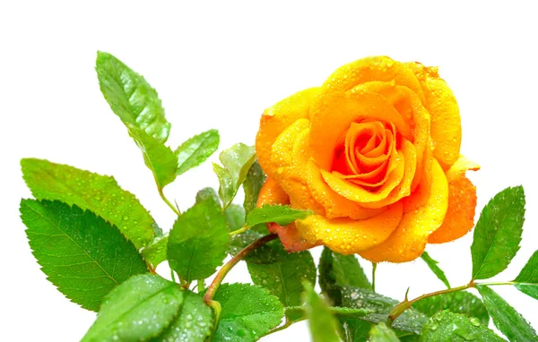 Beautiful yellow rose — Stock Photo, Image