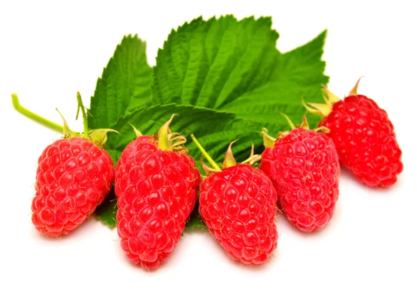 Fresh raspberries with leaves — Stock Photo, Image