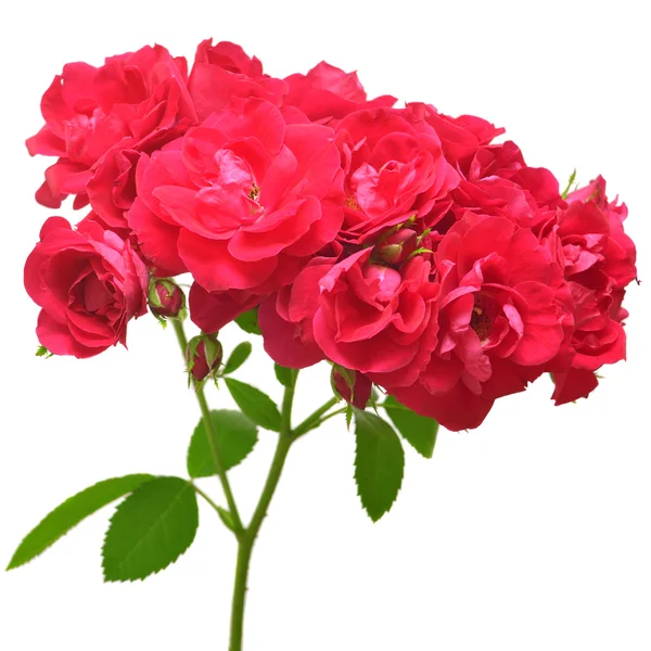 Strauß roter Rosen — Stockfoto