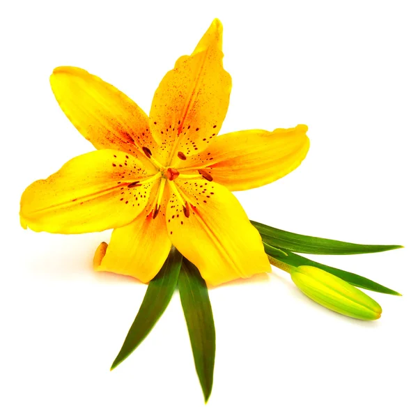 Lys jaune fleur avec bourgeon — Photo