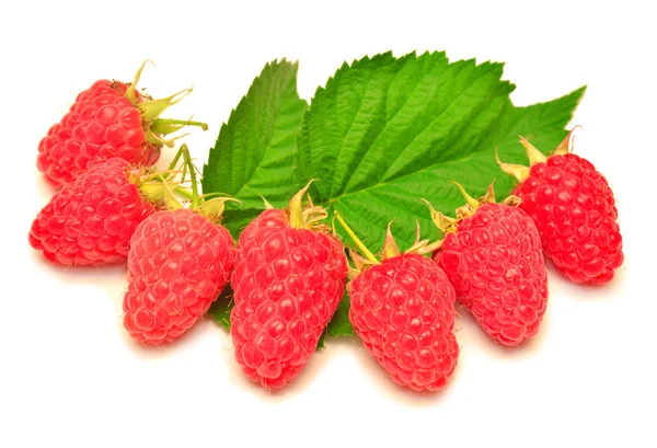 Fresh raspberries with leaves — Stock Photo, Image