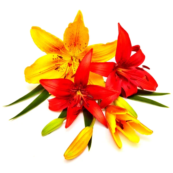 ユリの赤と黄色の花 — ストック写真