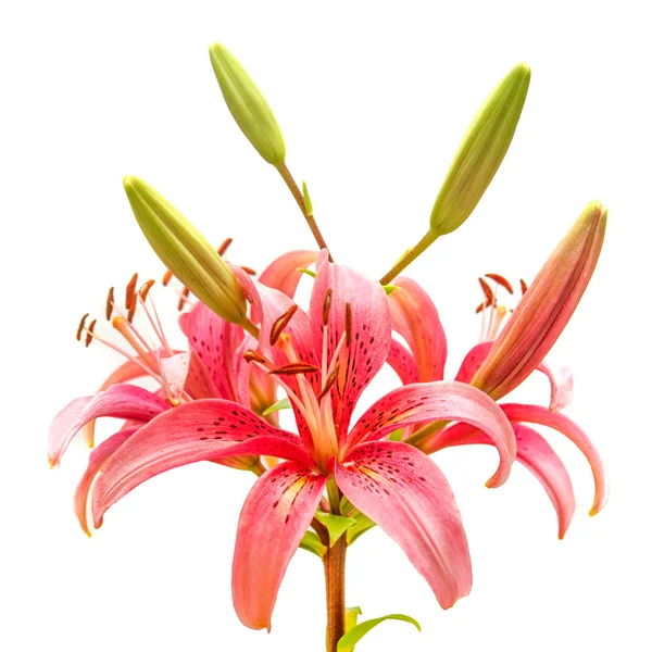 Beautiful pink lilies flowers — Stock Photo, Image