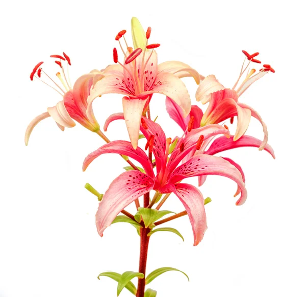 Beautiful pink lilies flowers — Stock Photo, Image