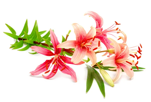 Güzel pembe lilyum çiçek — Stok fotoğraf