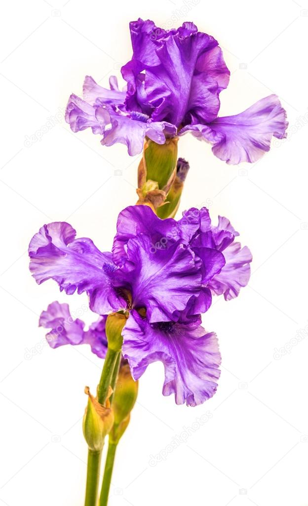 Blooming iris flowers