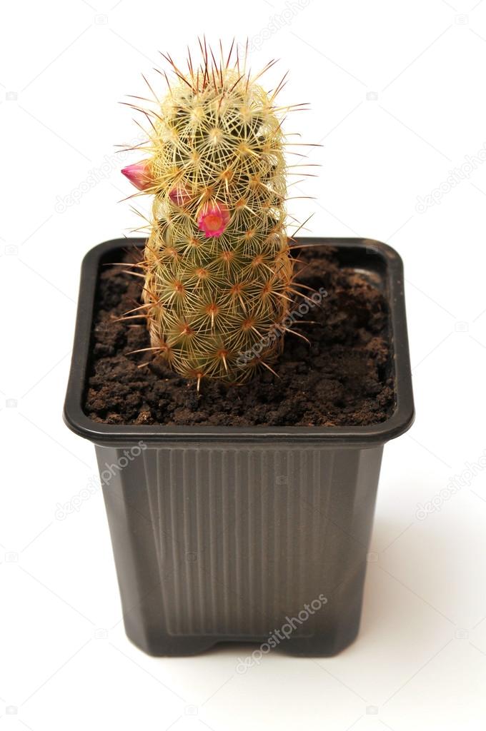 Blooming cactus in pot