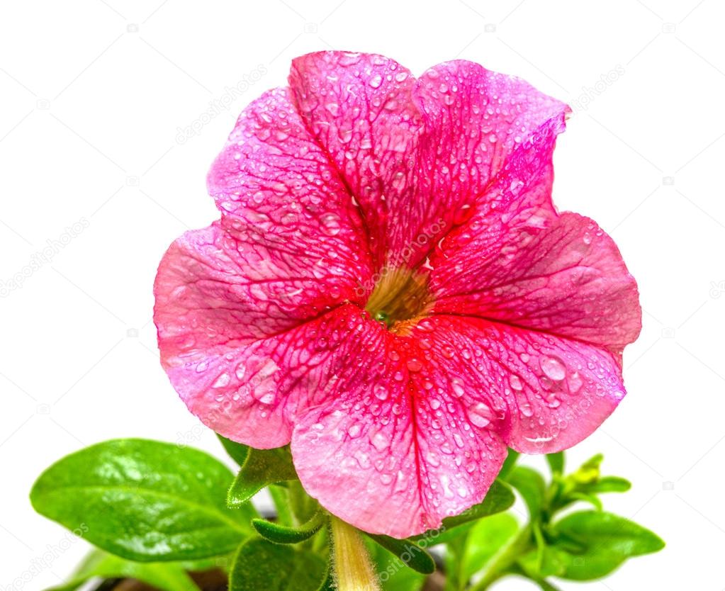 Pink petunia flower blossom