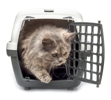 yavru kedi taşıyan hücreler içeren görünüyor