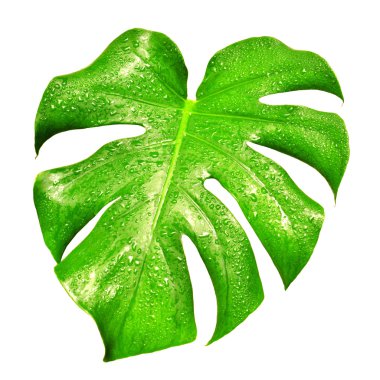 Beautiful leaf with drops clipart