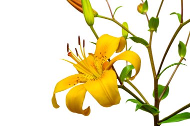 Sarı lily çiçek tomurcukları ile