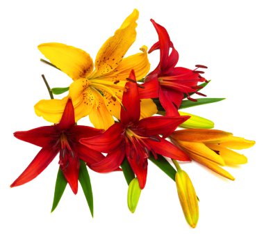 güzel çiçek lilyum