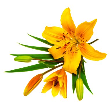 Sarı lily çiçek tomurcukları ile