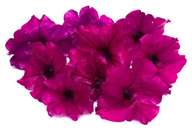 Petunya pembe çiçekler