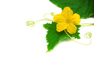 Çiçek yaprak salatalık