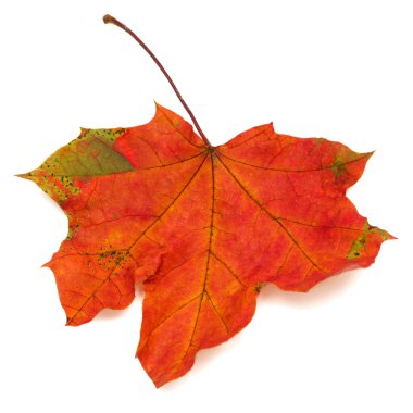 Sonbahar akçaağaç yaprağı