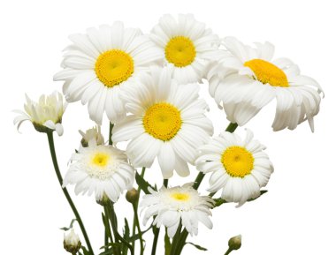 Bouquet of large white daisies clipart