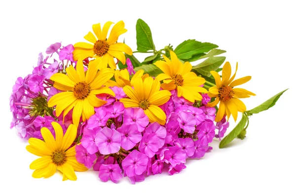 Daisy flowers and purple phlox — Stock Photo, Image