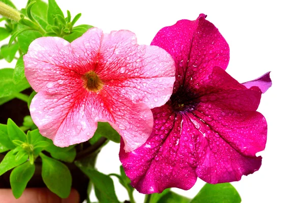 Flores de petunia rosa — Foto de Stock