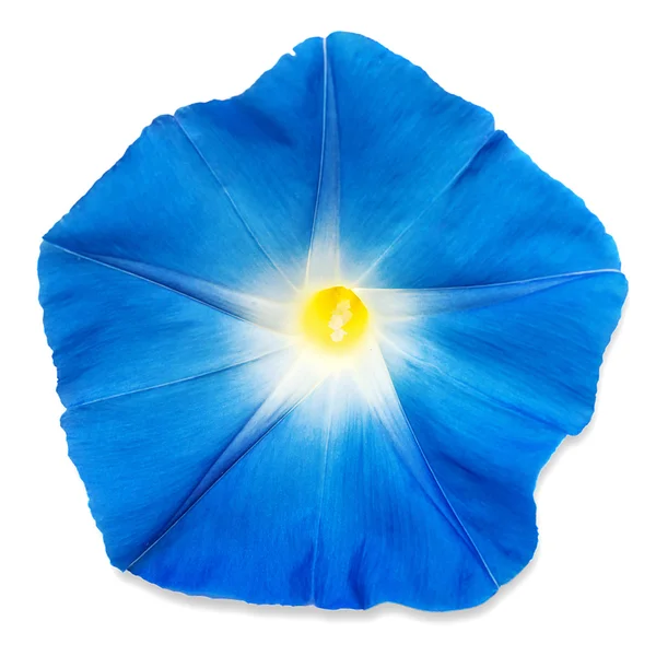 Flor azul da glória da manhã — Fotografia de Stock