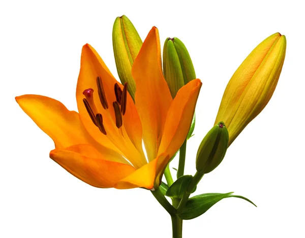 Oranje lily bloem — Stockfoto
