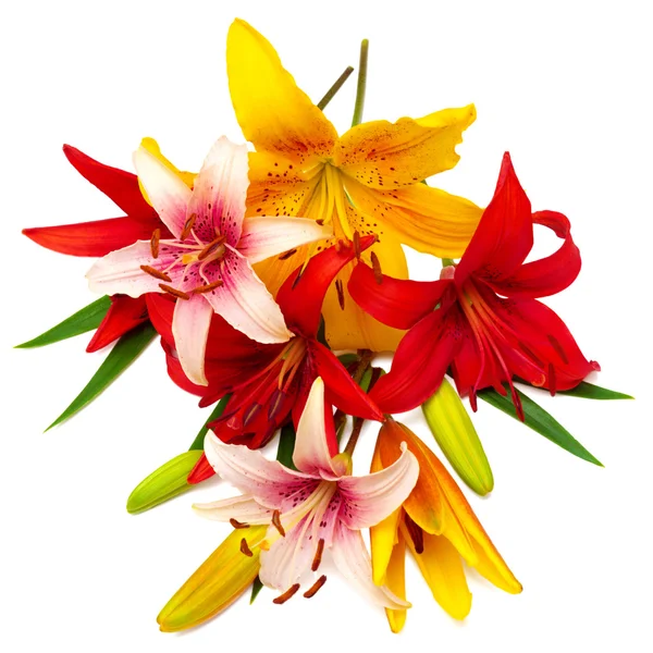 Mooie bloemen lelies — Stockfoto